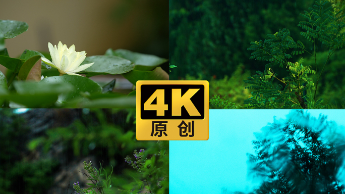 大自然 森林 雨滴 下雨 荷花盛开