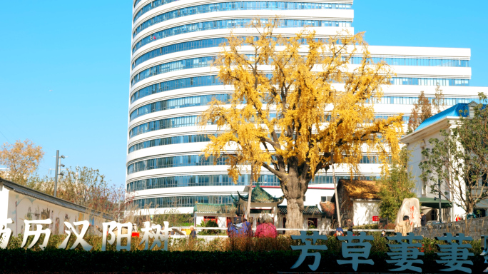 百年银杏汉阳树唯美大气视频素材