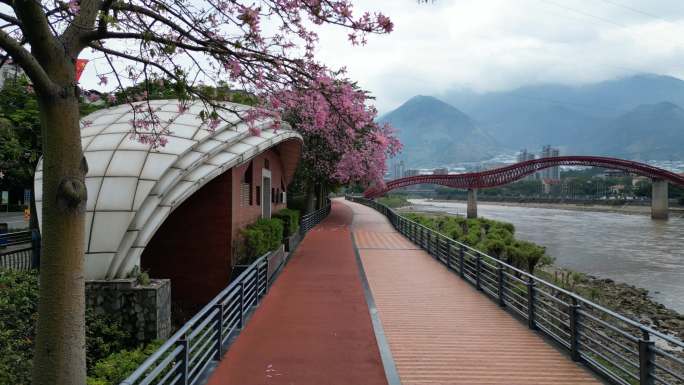 米易县龙桥异木棉(阴天横屏4K)