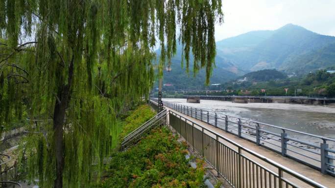 米易县安宁河柳树