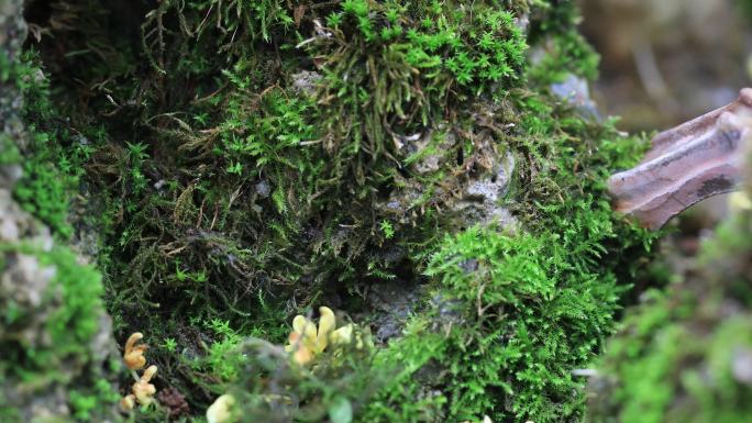 【合集】桂花苔藓雨水落花流水飘落沉浸氛围