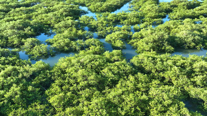 生态湿地 红树林湿地