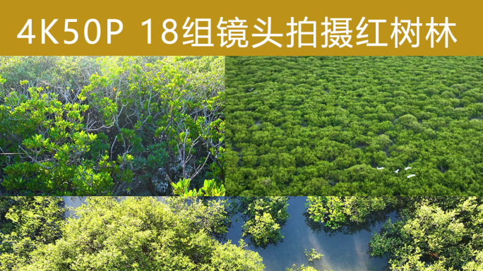 唯美广西红树林生态湿地