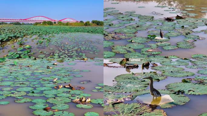 西安泾灞渭湿地池鹭实拍视频