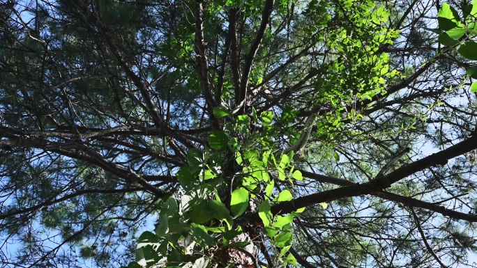 绿色藤曼植物与大树仰拍