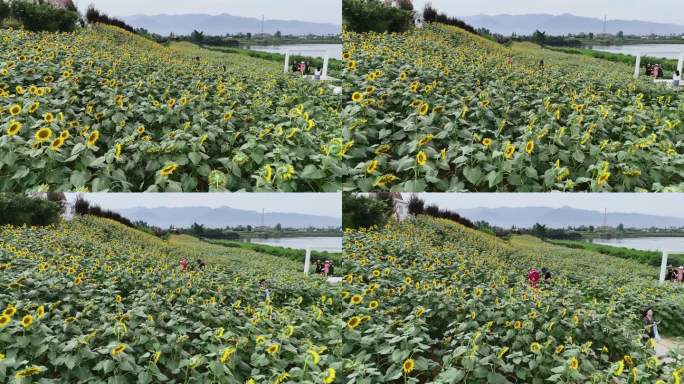 花海向日葵2