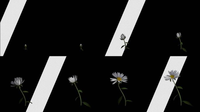 一支甘菊_生长动画