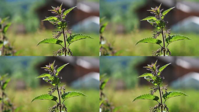 绿色植物风景风光美景梦幻唯美.h264