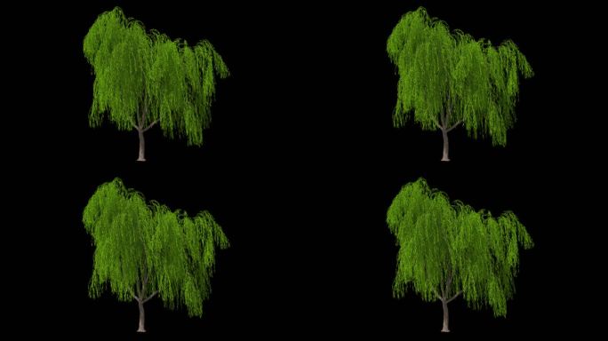 4K柳树随风飘摆循环带通道2