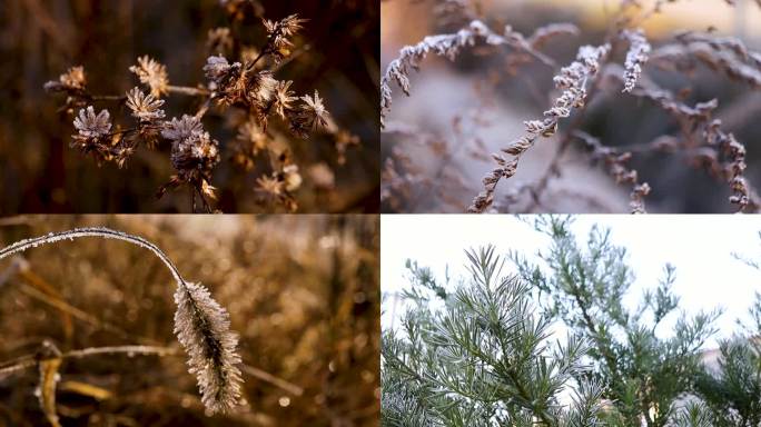 霜降节气植物结霜冰晶 微距