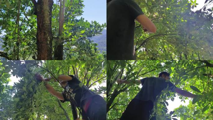 上树收摘八角子 八角香料八角树叶