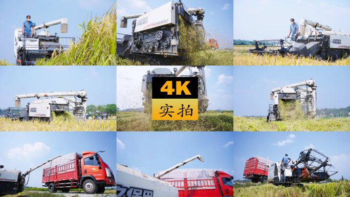 机械化收割水稻加长版