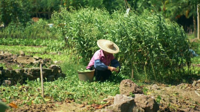 干农活种植务农种菜种田农民劳动农村生活