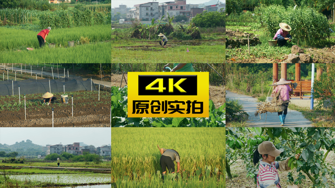 干农活种植务农种菜种田农民劳动农村生活
