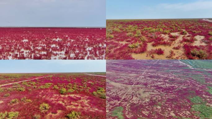 东营黄河入海口湿地红毯