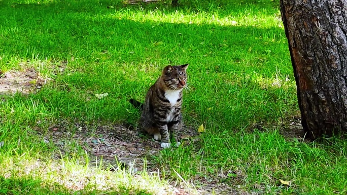 航拍树林重点小猫