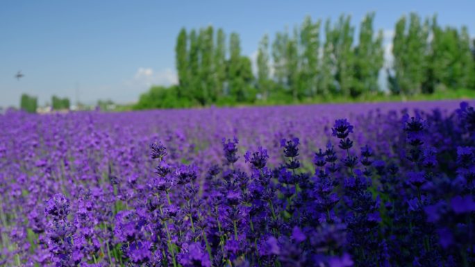 新疆伊犁霍城薰衣草花海田园农场自然风光