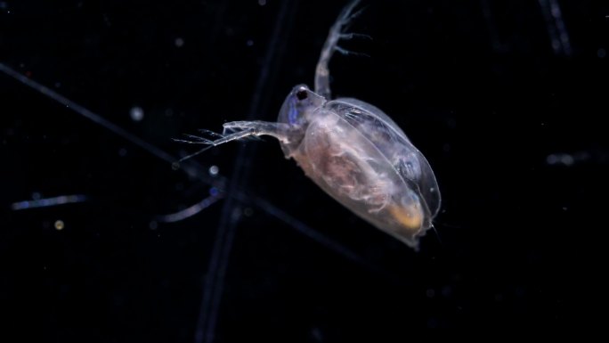 实拍水中微生物水蚤