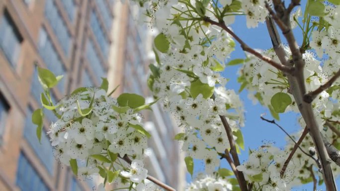 在多层建筑立面的背景上有一棵开花的树