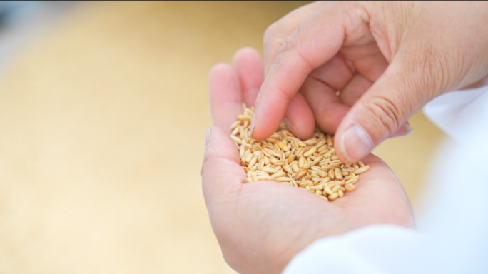 小杂粮粮食小麦燕麦杂粮高速