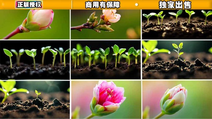 万物生长种子发芽春天立春雨水惊蛰开花延时