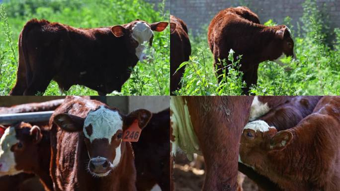 小牛牛犊肉牛养殖
