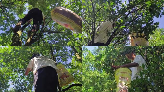 上树收摘八角子 八角 香料 八角树