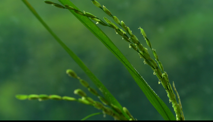 开花的绿色水稻合集