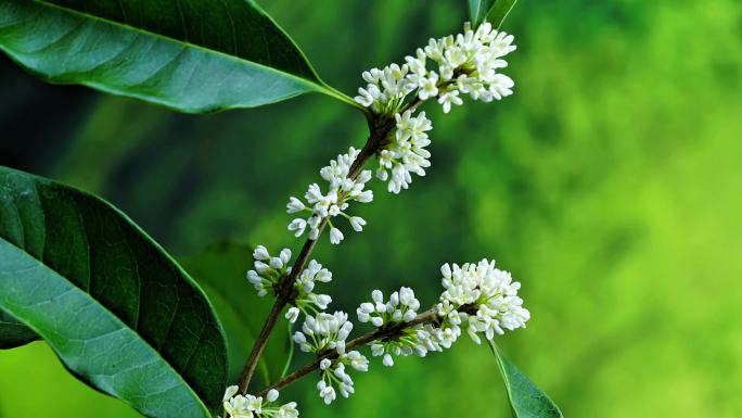 桂花（银桂）延时摄影