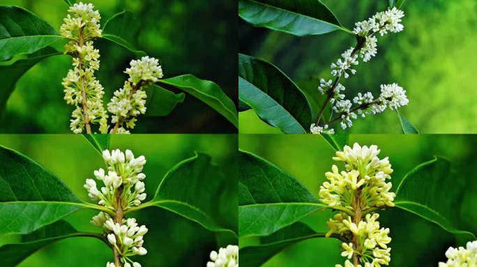桂花（银桂）延时摄影
