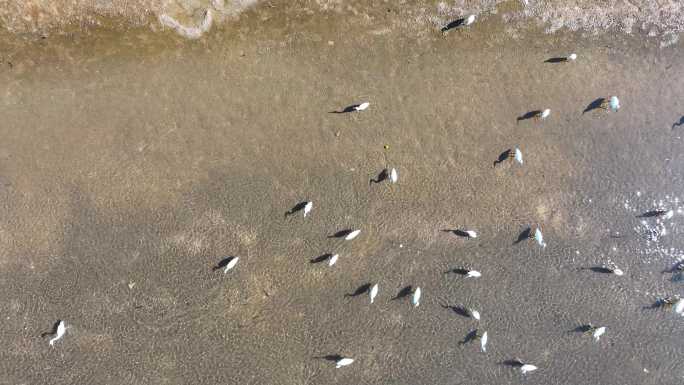 4k深圳龙华观澜河宣传片