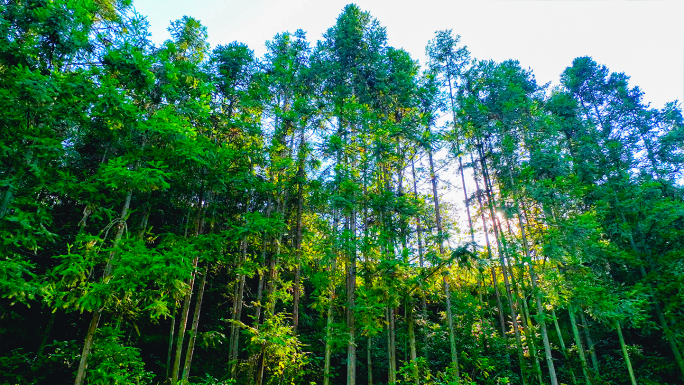 云雾森林树植物护林松树林山川山区