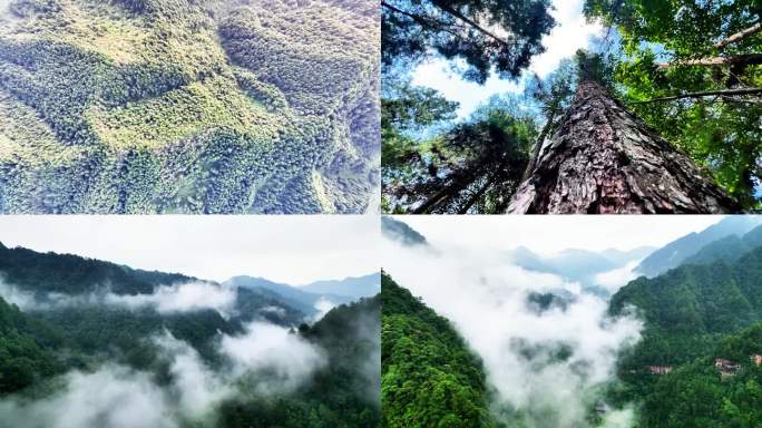 云雾森林树植物护林松树林山川山区