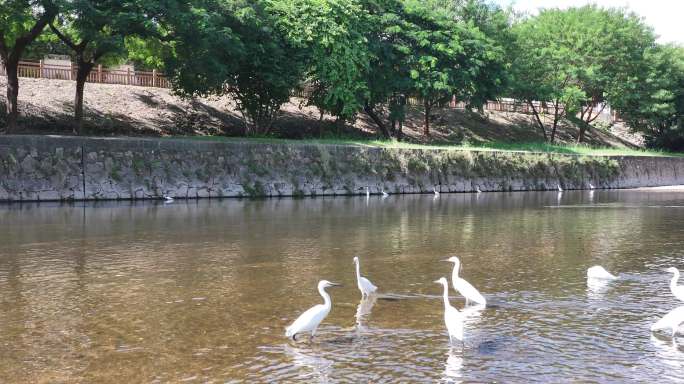 4k深圳龙华观澜河宣传片