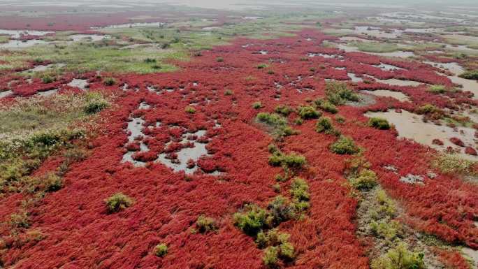 黄河入海口 湿地红毯 碱蓬草 三角洲