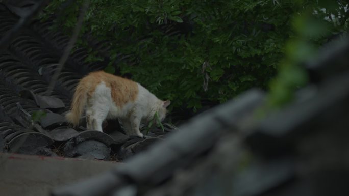 北京 胡同  房顶猫 野猫