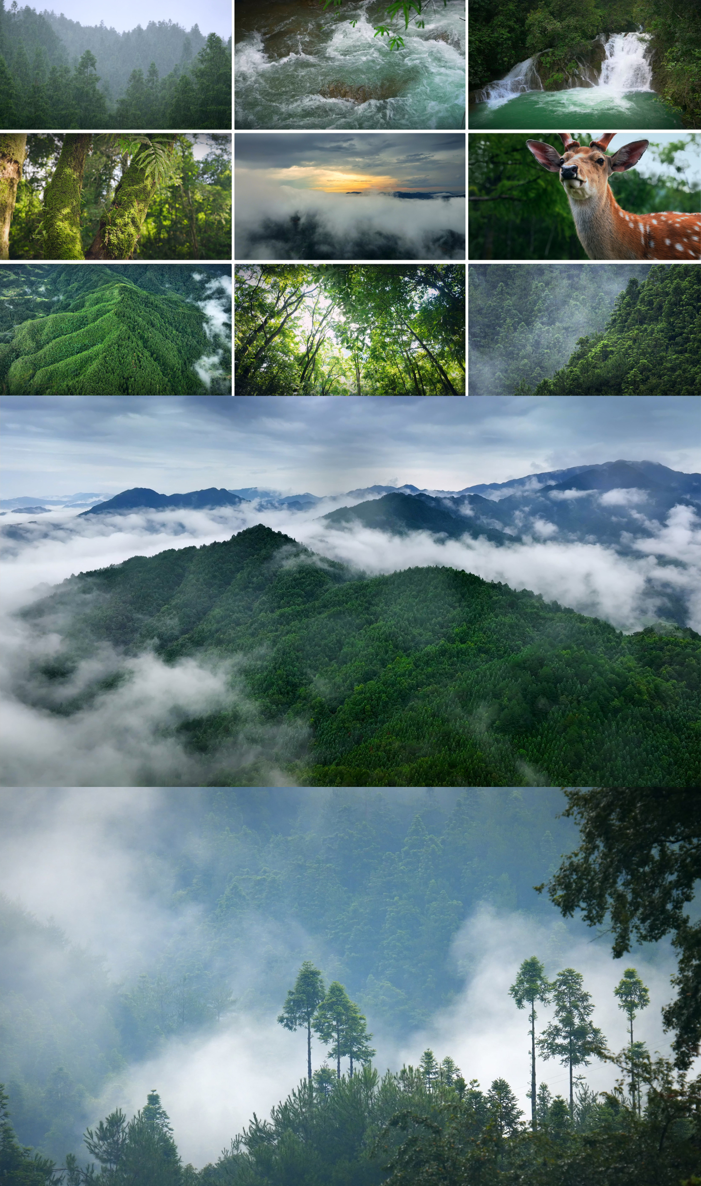 森林 雨水 河流 自然 生态 环境