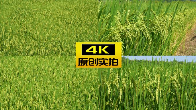 水稻生长 稻浪