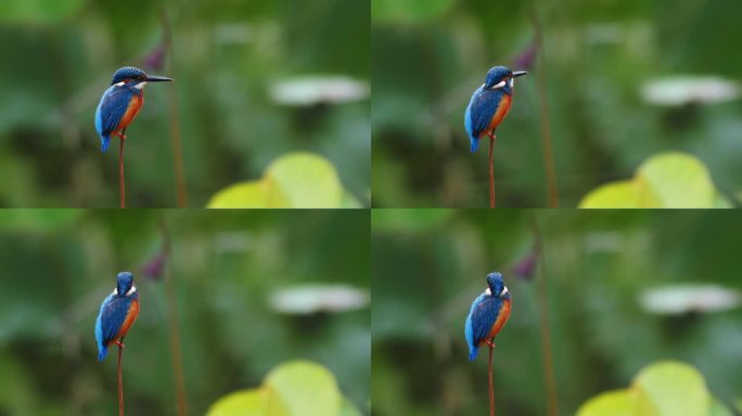 荷花池塘里的小鸟