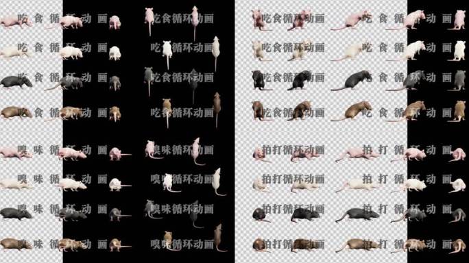 写实鼠动画素材