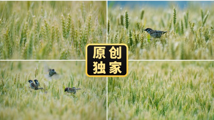 小麦青麦麦田小鸟吃麦子农业绿色丰收田野