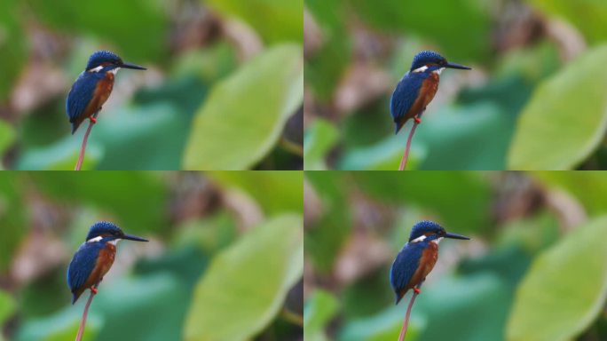 荷花池塘里的小鸟