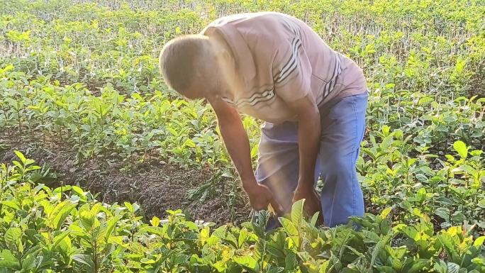 黄昏落日田间农民蕃石榴树苗剪枝水果石榴树