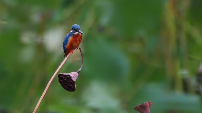 荷花池塘里的小鸟