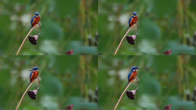 荷花池塘里的小鸟