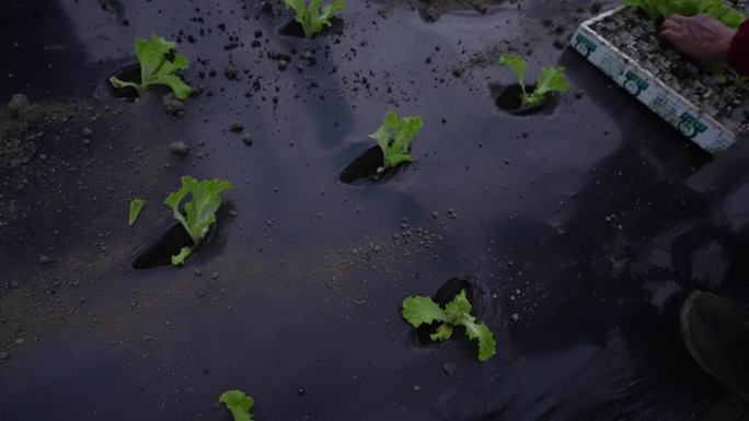 生菜种植 采收 入水4K素材