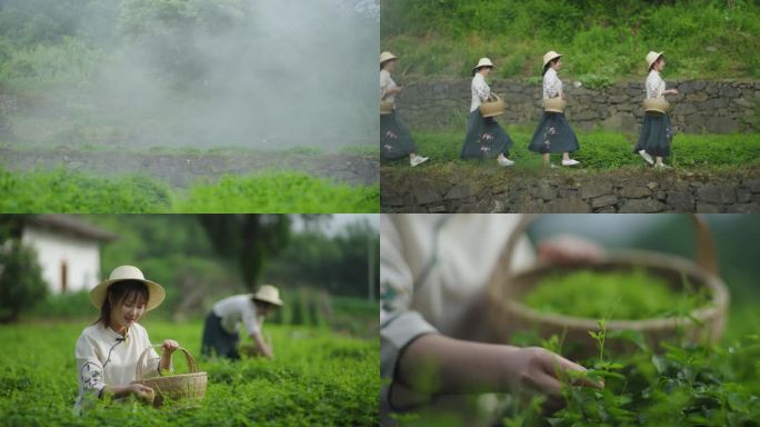 在茶园里美丽的采茶女
