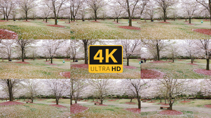 【4K】樱花雨 花瓣铺满草坪 航拍