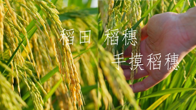 稻田 稻穗 手摸稻穗 粮食丰收 水稻