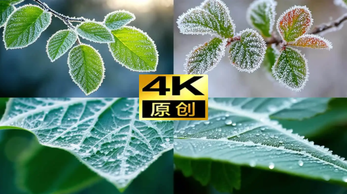 霜降结冰叶子结霜冬季植物冬至叶子素材空镜